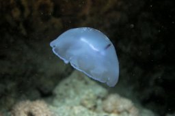 Ohrenqualle (Aurelia aurita)
